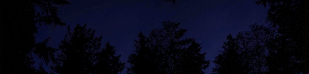 Trees at night