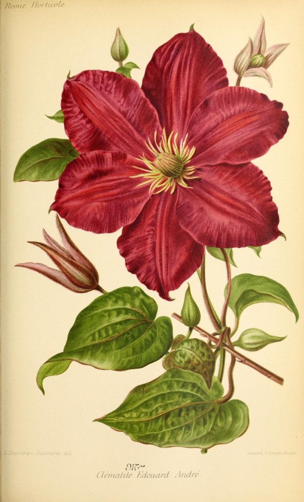 Clematis flower artwork