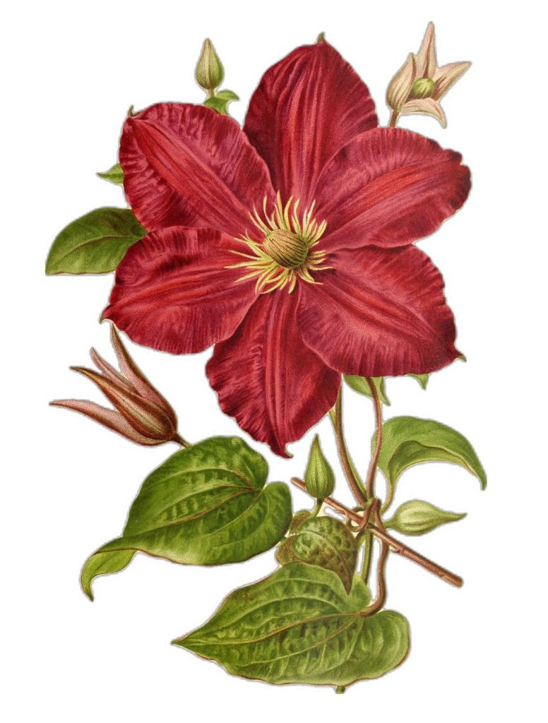 Clematis artwork