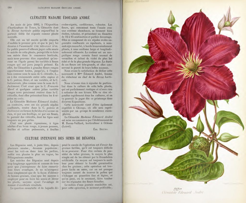 Clemetis artwork and description in a book