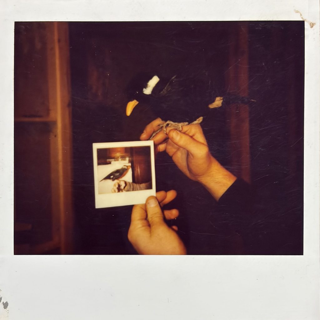 Polaroid photo of fake Waldo the Myna Bird