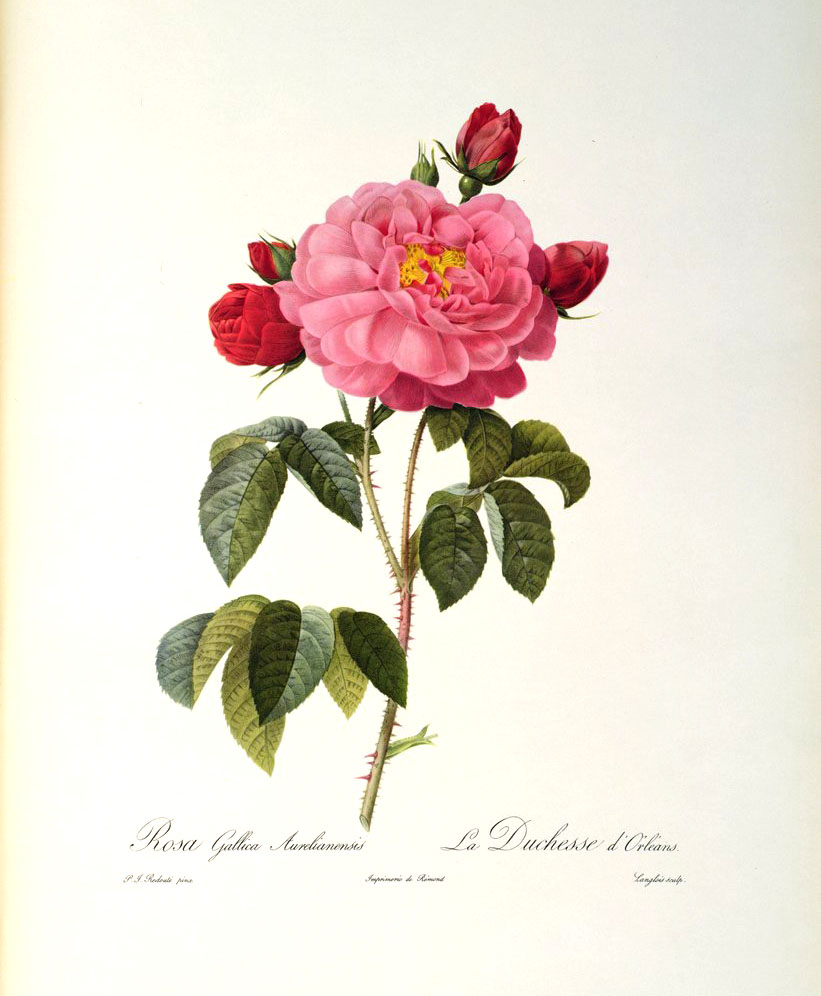 Rosa Gallica Aurelianensis or the Duchess of Orleans from 'Les Roses', 1821 by Pierre-Joseph Redouté