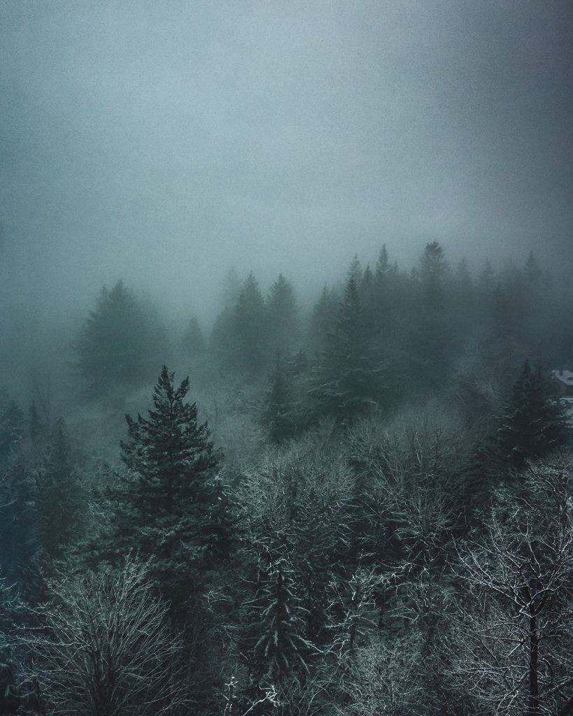 Foggy morning with snow covered trees