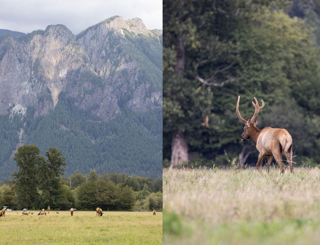 Elk in field
