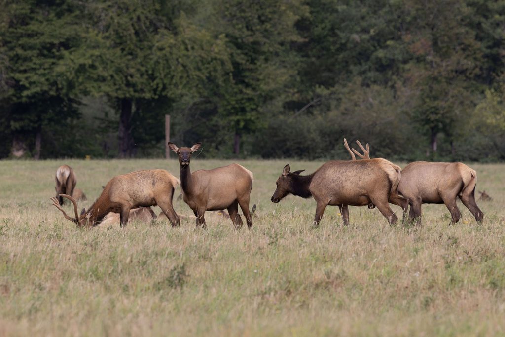 Elk in field