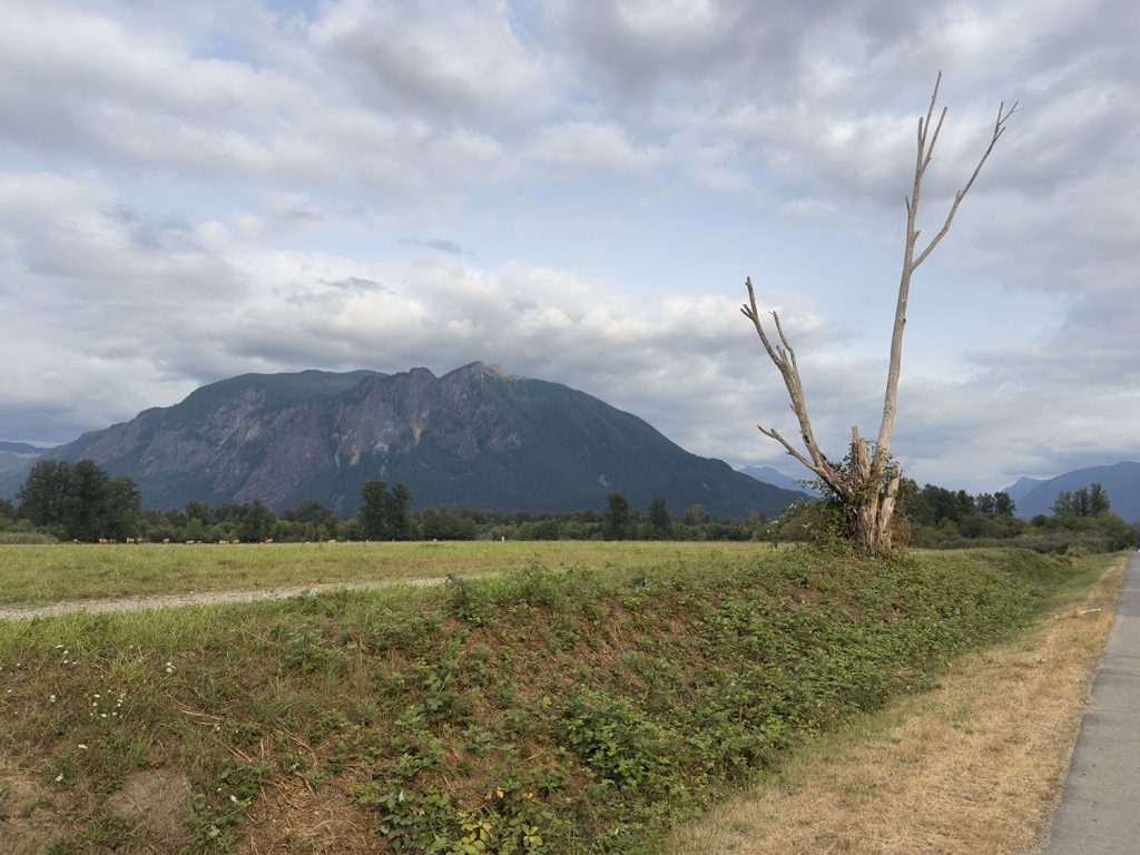 Mount Si and tree by a giant field