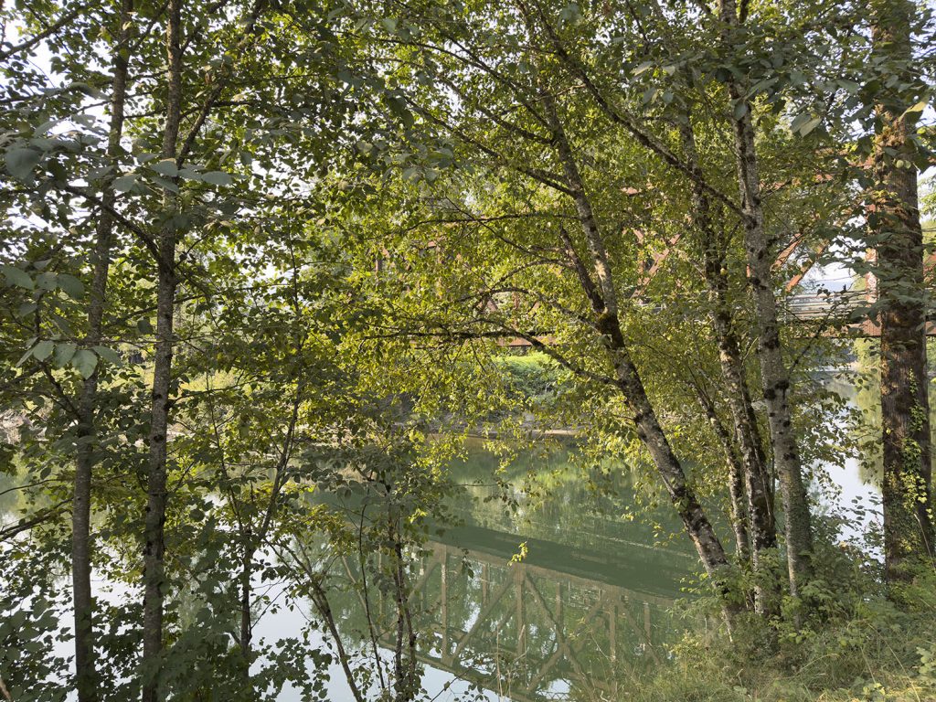Trees near a river