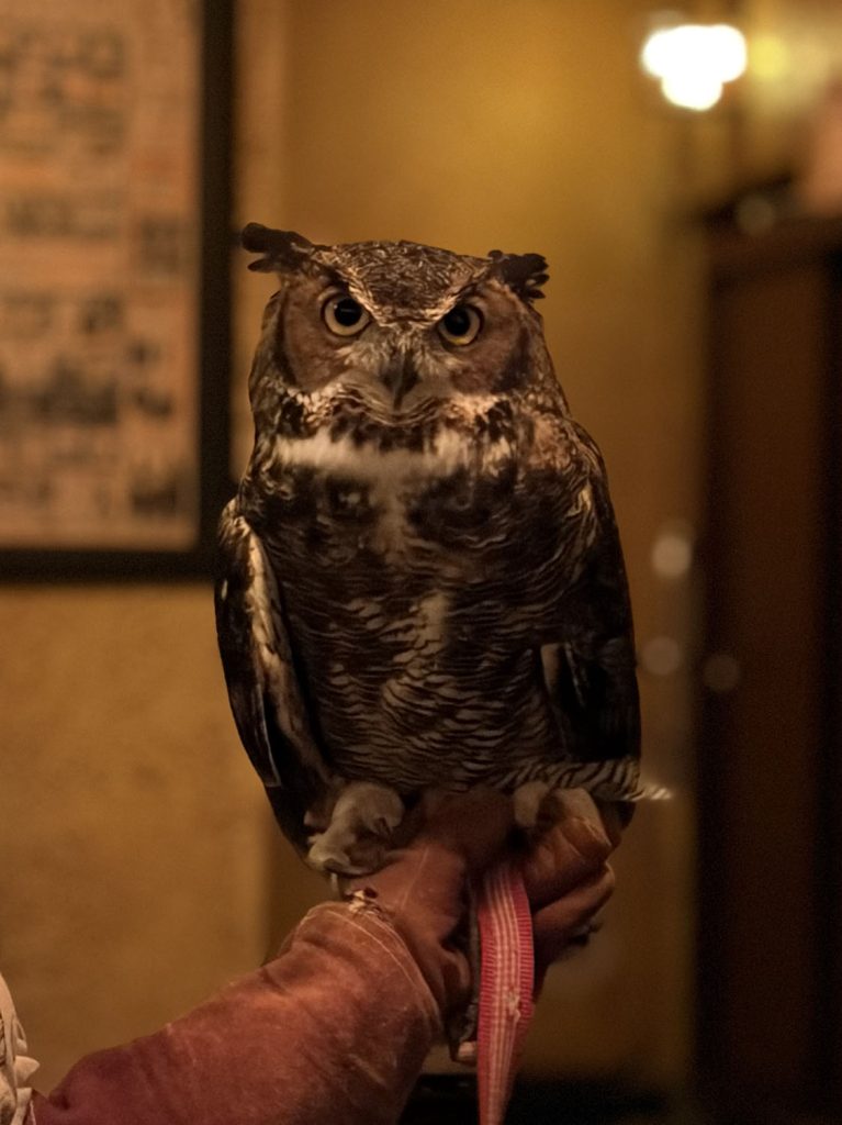 Great Horned Owl