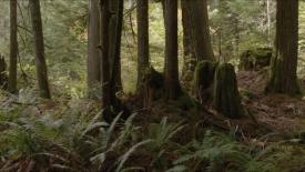 04_TPB_Vacant_JackRabbits_Part14_TreeStumps