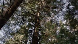 05_TPB_Vacant_JackRabbits_Part14_TreeCanopy01