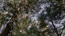 06_TPB_Vacant_JackRabbits_Part14_TreeCanopy02