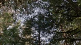 07_TPB_Vacant_JackRabbits_Part14_TreeCanopy03