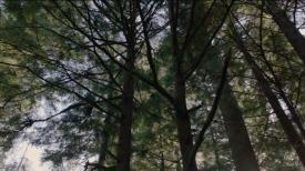 10_TPB_Vacant_JackRabbits_Part14_TreeCanopy05