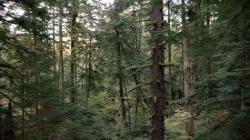 14_TPB_Vacant_JackRabbits_Part14_Forest01