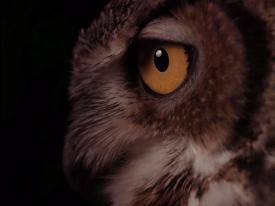 14_TPB_Vacant_OwlCave_2018Owl01