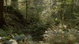 17_TPB_Vacant_JackRabbits_Part14_Forest04