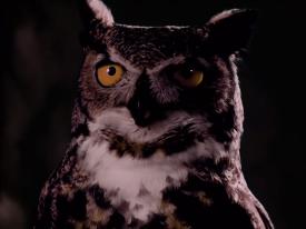 17_TPB_Vacant_OwlCave_2018Owl04