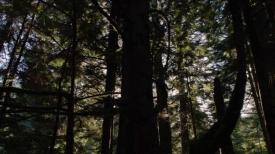 18_TPB_Vacant_JackRabbits_Part14_Trees01
