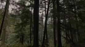 49_TPB_Vacant_JackRabbits_Part16_Trees01