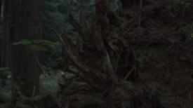 54_TPB_Vacant_JackRabbits_Part16_FallenTree02