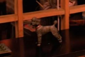 Episode1.001_Johnson House_Breyer Poodle