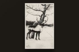 TPB Postcard FWWM DeerMeadowSheriffReindeer AZO-Postcard